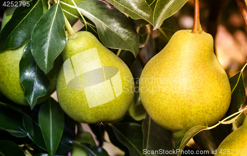 Image of Appetizing ripe pears on a tree branch.