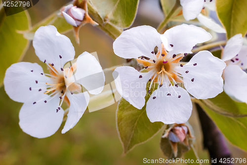 Image of A branch of a blossoming pear tree.