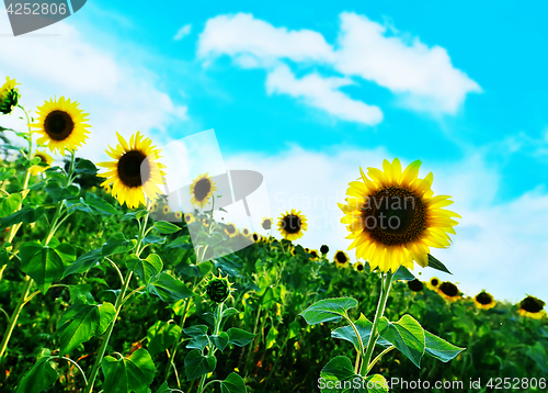 Image of sunflower field