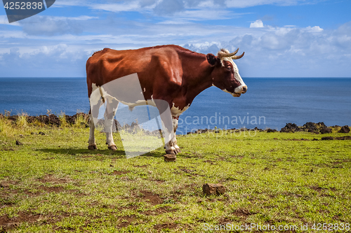 Image of Beef on easter island cliffs