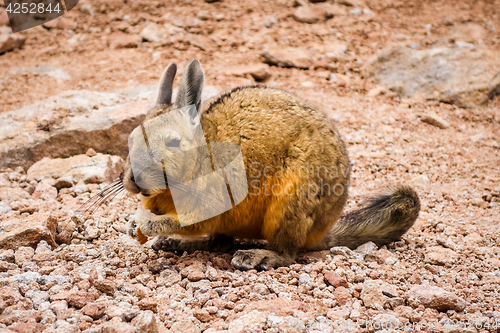 Image of Southern viscacha in Altiplano desert, sud Lipez reserva, Bolivi