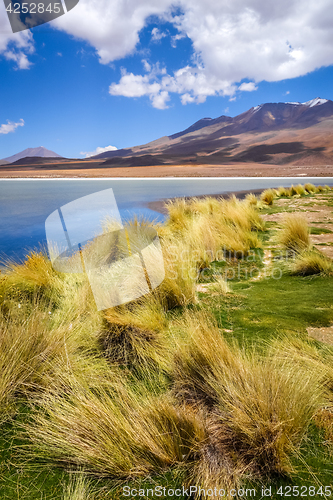 Image of Altiplano laguna in sud Lipez reserva, Bolivia