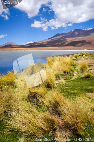 Image of Altiplano laguna in sud Lipez reserva, Bolivia