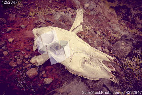 Image of Horse skull and bones