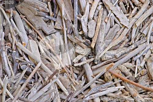 Image of Withered wood sticks texture, Valtrebbia, Italy