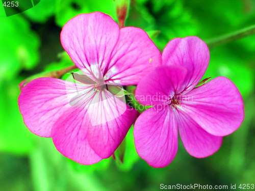 Image of Pink flowers