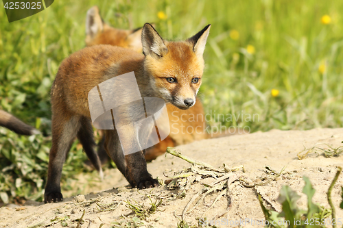 Image of cute red fox puppy near the burrow