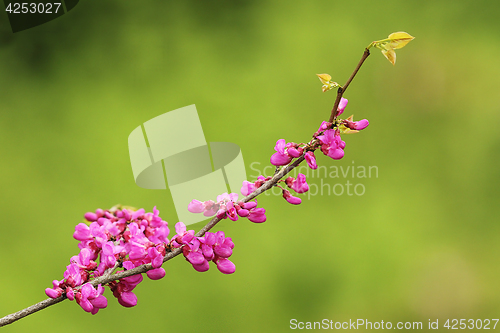 Image of cherry tree twig in bloom