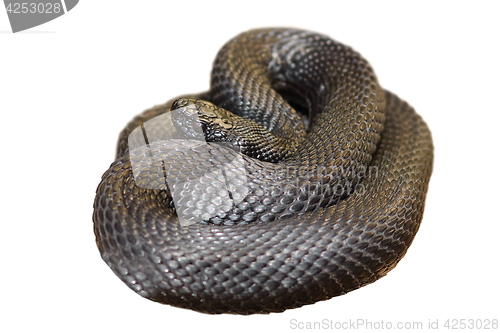 Image of isolated black nikolskii viper