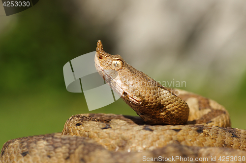 Image of portrait of aggressive venomous snake