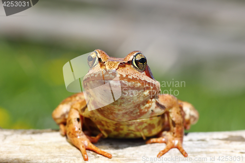 Image of close up of european common frog