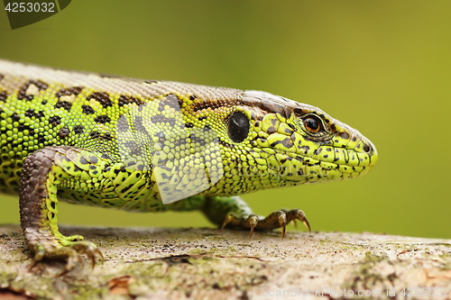 Image of close up of male sand lizard