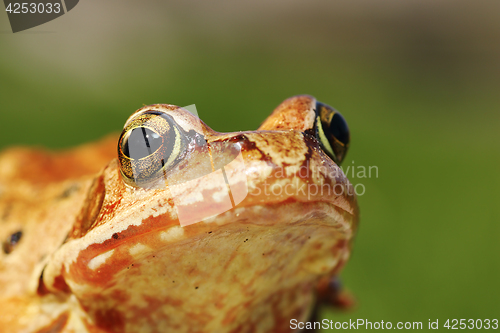 Image of macro portrait of european common frog