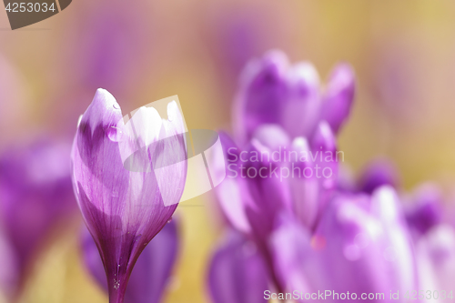 Image of close up of pink spring crocus