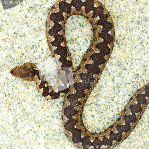 Image of beautiful pattern on vipera ammodytes back