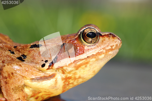 Image of common frog profile view