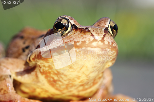 Image of macro portrait of common frog 