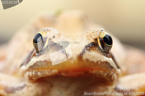 Image of Rana dalmatina portrait