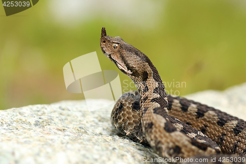 Image of aggressive male nose horned viper