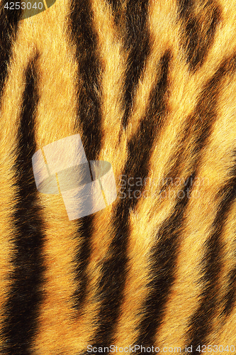 Image of detailed tiger stripes fur