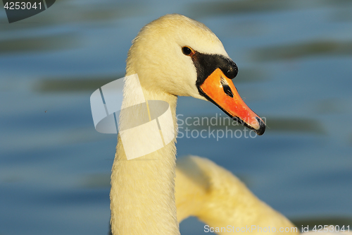 Image of beautiful mute swan portrait