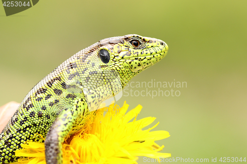 Image of beautiful male sand lizard closeup