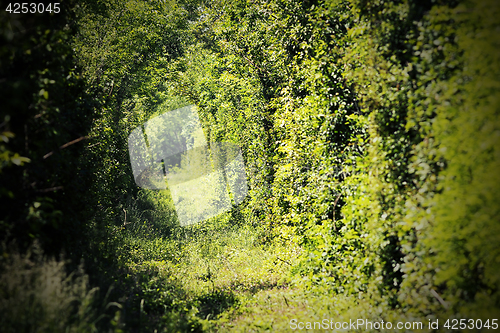 Image of tunnel of love near caransebes