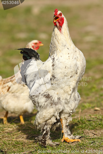 Image of proud rooster singing in the farm yard