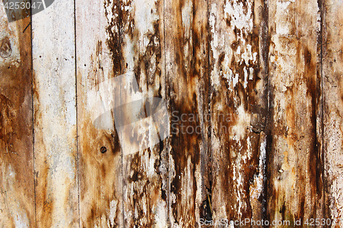 Image of mold and fungus on damp spruce planks