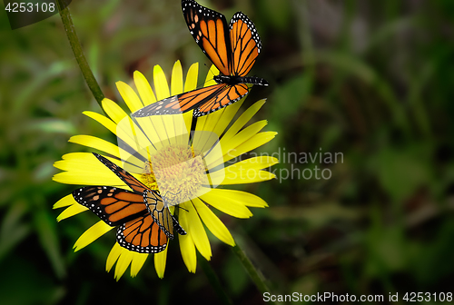 Image of Beautiful butterfly sitting on a yellow flower .