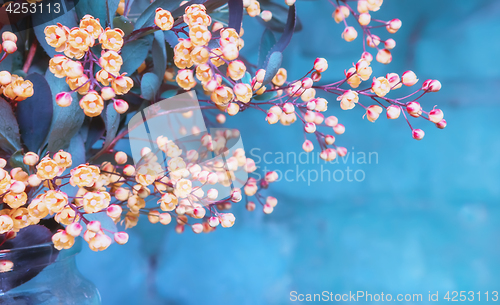 Image of Flowers Of Blossoming Barberry