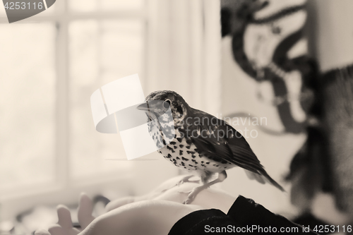 Image of Bird Sitting On A Human Hands