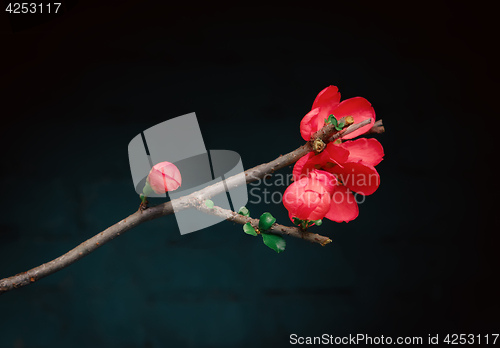 Image of Flower Of The Japanese Quince