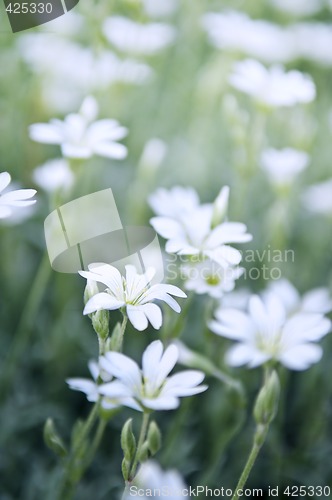 Image of Floral background