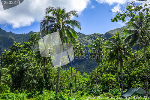 Image of Moorea island jungle and mountains landscape view