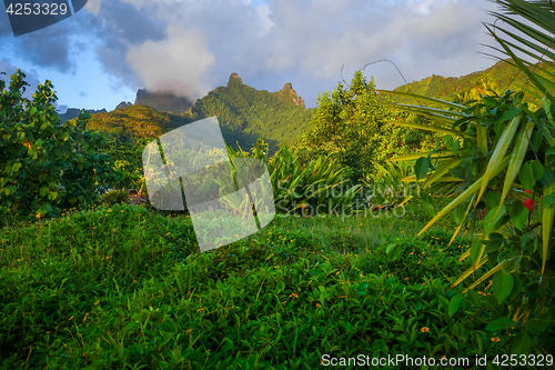 Image of Moorea island jungle and mountains landscape