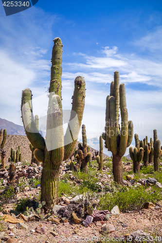 Image of giant cactus in the desert, Argentina