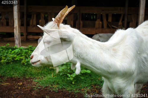 Image of White goat