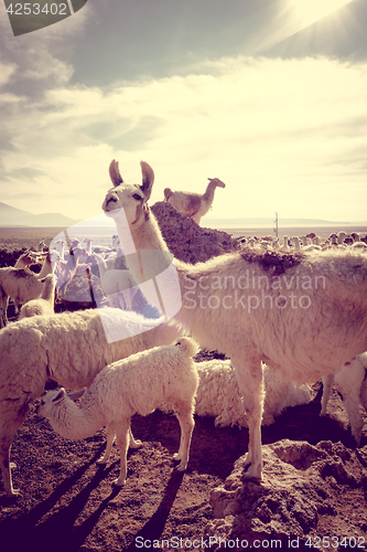 Image of Lamas herd in Bolivia