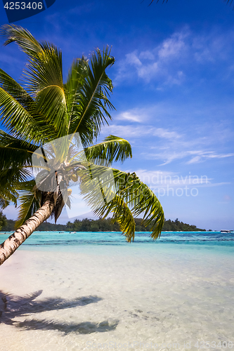 Image of Paradise tropical beach and lagoon in Moorea Island