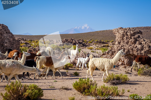 Image of Lamas herd in Bolivia