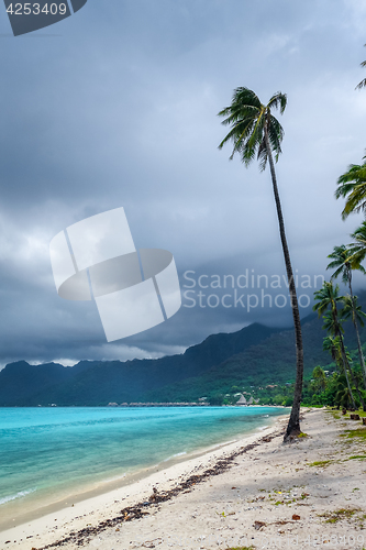 Image of Palm trees on Temae Beach in Moorea island