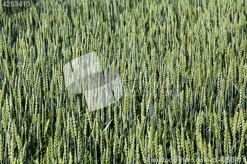 Image of Wheat Field 01