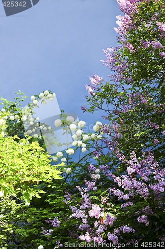 Image of Flower background