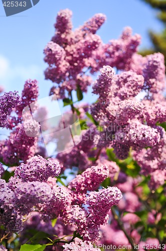 Image of Lilac