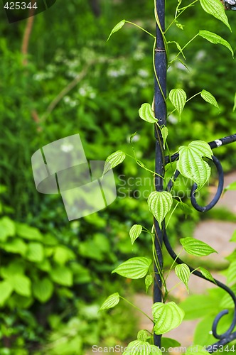 Image of Vine on wrought iron arbor