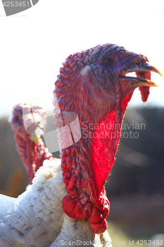 Image of Turkey's head