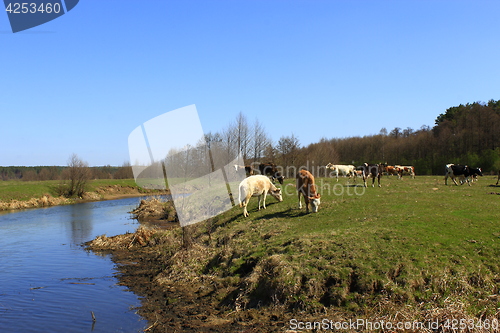 Image of cow goes near the river