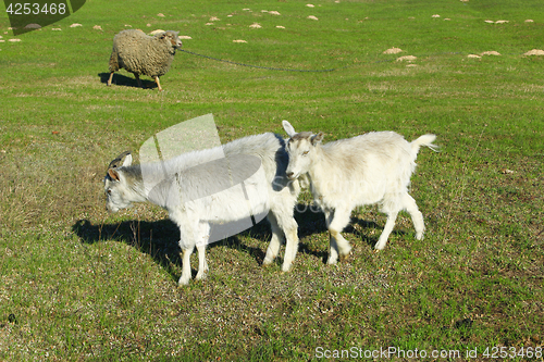 Image of Goat and kid on the pasture