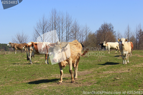 Image of cows on the farm pasture